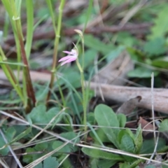 Caladenia carnea at Hughes, ACT - suppressed