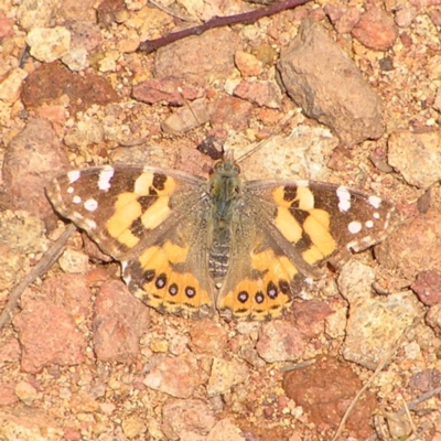 Vanessa kershawi (Australian Painted Lady) at Mount Majura - 1 Oct 2022 by MatthewFrawley