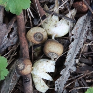 Geastrum tenuipes at Hughes, ACT - 2 Oct 2022