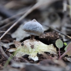 Geastrum tenuipes at Hughes, ACT - 2 Oct 2022