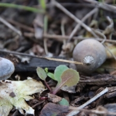 Geastrum tenuipes at Hughes, ACT - 2 Oct 2022