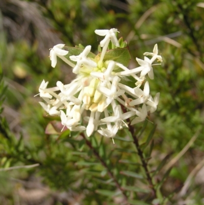 Pimelea linifolia (Slender Rice Flower) at Hackett, ACT - 1 Oct 2022 by MatthewFrawley