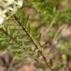 Pimelea linifolia at Hackett, ACT - 1 Oct 2022 01:11 PM