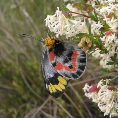 Delias harpalyce (Imperial Jezebel) at Hackett, ACT - 1 Oct 2022 by MatthewFrawley