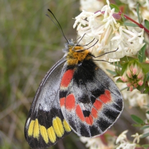 Delias harpalyce at Hackett, ACT - 1 Oct 2022 01:23 PM