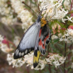 Delias harpalyce at Hackett, ACT - 1 Oct 2022 01:23 PM