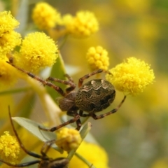 Araneus hamiltoni (Hamilton's Orb Weaver) at Mount Majura - 1 Oct 2022 by MatthewFrawley