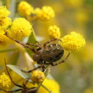 Araneus hamiltoni at Hackett, ACT - 1 Oct 2022 01:30 PM