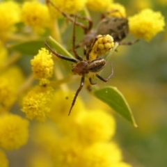 Araneus hamiltoni at Hackett, ACT - 1 Oct 2022 01:30 PM