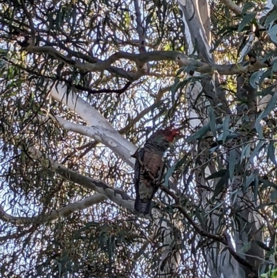 Callocephalon fimbriatum (Gang-gang Cockatoo) at Phillip, ACT - 2 Oct 2022 by dougsky