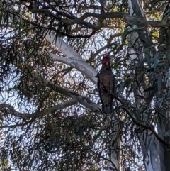 Callocephalon fimbriatum at Phillip, ACT - suppressed