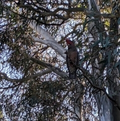 Callocephalon fimbriatum at Phillip, ACT - suppressed