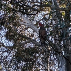 Callocephalon fimbriatum at Phillip, ACT - suppressed