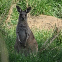 Macropus giganteus (Eastern Grey Kangaroo) at Umbagong District Park - 29 Sep 2022 by Christine