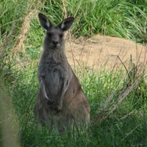 Macropus giganteus at Latham, ACT - 29 Sep 2022