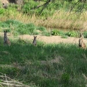 Macropus giganteus at Latham, ACT - 29 Sep 2022