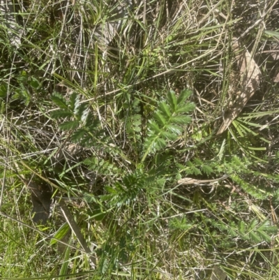 Acaena x ovina (Sheep's Burr) at Molonglo Valley, ACT - 1 Oct 2022 by lbradley