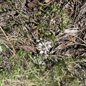 Wurmbea dioica subsp. dioica at Jerrabomberra, NSW - 2 Oct 2022