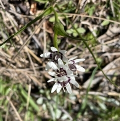 Wurmbea dioica subsp. dioica at Jerrabomberra, NSW - 2 Oct 2022