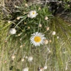 Leucochrysum albicans subsp. tricolor (Hoary Sunray) at Jerrabomberra, NSW - 2 Oct 2022 by Mavis