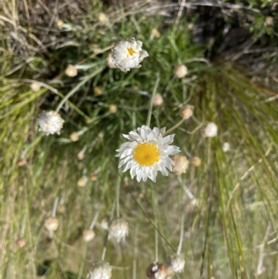 Leucochrysum albicans subsp. tricolor (Hoary Sunray) at Jerrabomberra, NSW - 1 Oct 2022 by Mavis