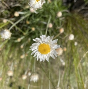 Leucochrysum albicans subsp. tricolor at Jerrabomberra, NSW - 2 Oct 2022