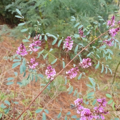 Indigofera australis subsp. australis (Australian Indigo) at Isaacs, ACT - 2 Oct 2022 by Mike