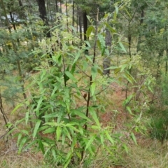 Olearia lirata at Isaacs, ACT - 2 Oct 2022