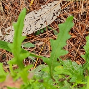 Senecio hispidulus at Isaacs, ACT - 2 Oct 2022