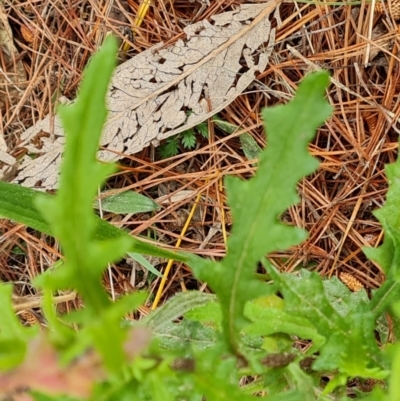 Senecio hispidulus (Hill Fireweed) at Isaacs Ridge - 2 Oct 2022 by Mike