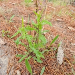 Senecio hispidulus at Isaacs, ACT - 2 Oct 2022