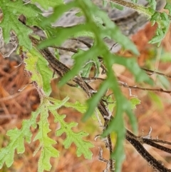 Senecio hispidulus (Hill Fireweed) at Isaacs, ACT - 2 Oct 2022 by Mike