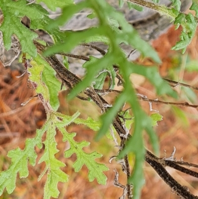 Senecio hispidulus (Hill Fireweed) at Isaacs, ACT - 2 Oct 2022 by Mike