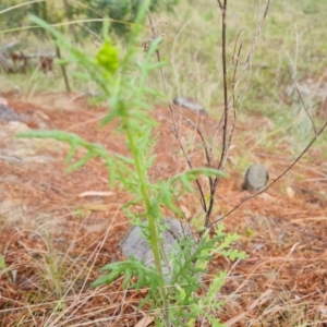 Senecio hispidulus at Isaacs, ACT - 2 Oct 2022