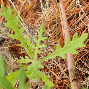 Senecio hispidulus at Isaacs, ACT - 2 Oct 2022