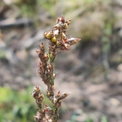 Lepidosperma laterale (Variable Sword Sedge) at Isaacs Ridge - 2 Oct 2022 by Mike