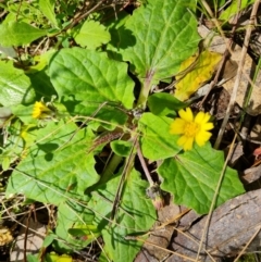 Cymbonotus sp. (preissianus or lawsonianus) (Bears Ears) at Isaacs Ridge - 2 Oct 2022 by Mike