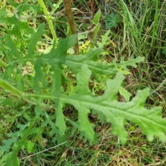 Senecio bathurstianus (Rough Fireweed) at Isaacs, ACT - 2 Oct 2022 by Mike