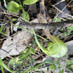 Pterostylis nutans (Nodding Greenhood) at Jerrabomberra, NSW - 2 Oct 2022 by Mavis