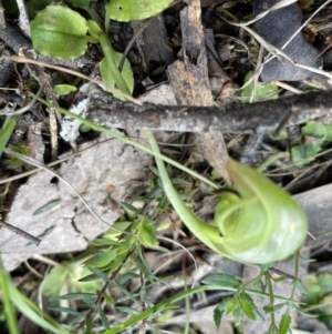 Pterostylis nutans at Jerrabomberra, NSW - 2 Oct 2022