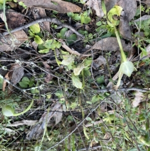 Pterostylis nutans at Jerrabomberra, NSW - 2 Oct 2022