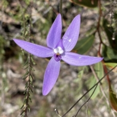 Glossodia major at Googong, NSW - suppressed