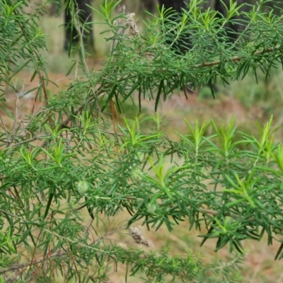 Cassinia aculeata subsp. aculeata (Dolly Bush, Common Cassinia, Dogwood) at Isaacs, ACT - 2 Oct 2022 by Mike