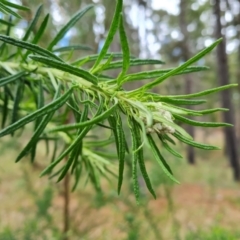 Cassinia aculeata subsp. aculeata at Isaacs, ACT - 2 Oct 2022