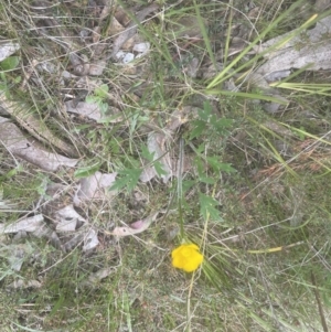 Ranunculus lappaceus at Aranda, ACT - 2 Oct 2022