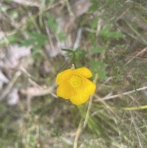 Ranunculus lappaceus at Molonglo Valley, ACT - 2 Oct 2022