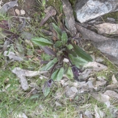 Ajuga australis (Austral Bugle) at Molonglo Valley, ACT - 2 Oct 2022 by lbradley