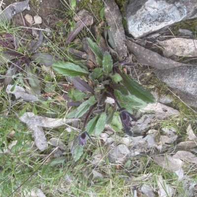 Ajuga australis (Austral Bugle) at Molonglo Valley, ACT - 2 Oct 2022 by lbradley