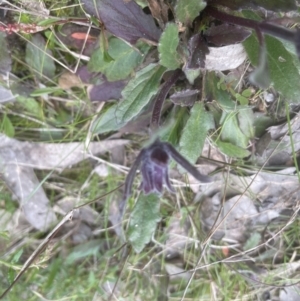 Ajuga australis at Molonglo Valley, ACT - 2 Oct 2022