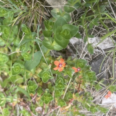 Lysimachia arvensis (Scarlet Pimpernel) at Molonglo Valley, ACT - 2 Oct 2022 by lbradley